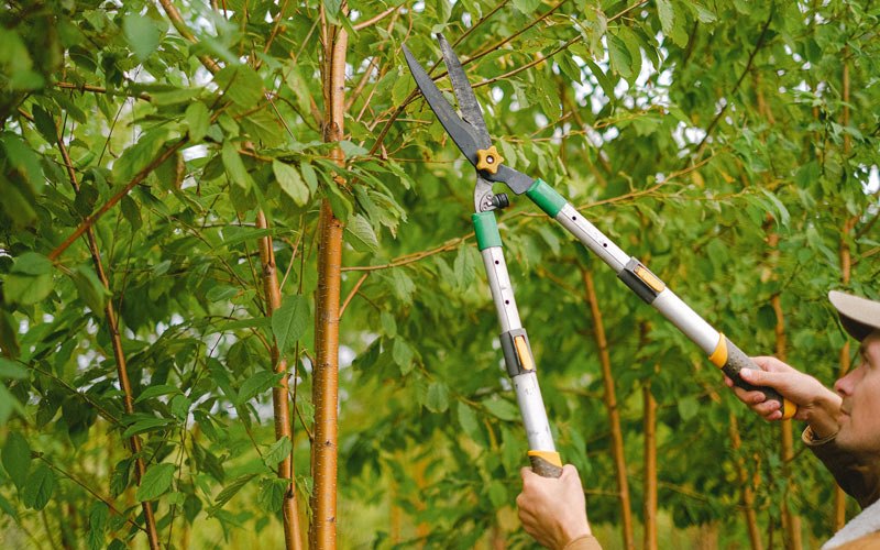 Tree trimming in Dravosburg, PA